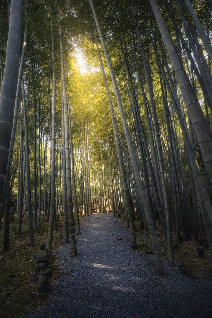 Enkouji Temple - Bamboo forest