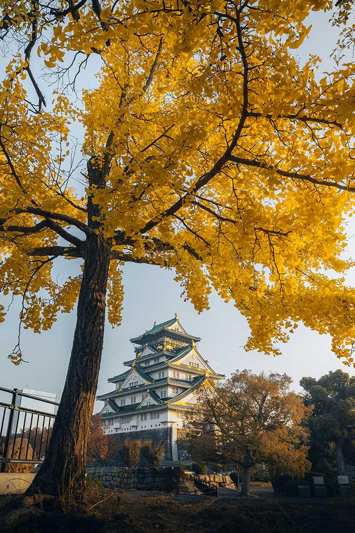 Osaka Castle Ginko Tree