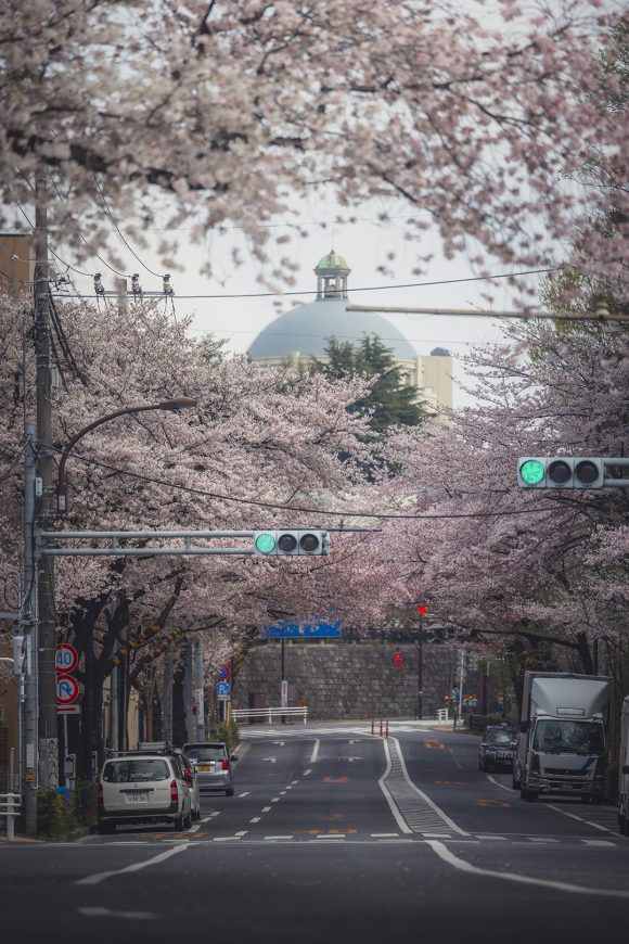 Nakano at cherry blossom