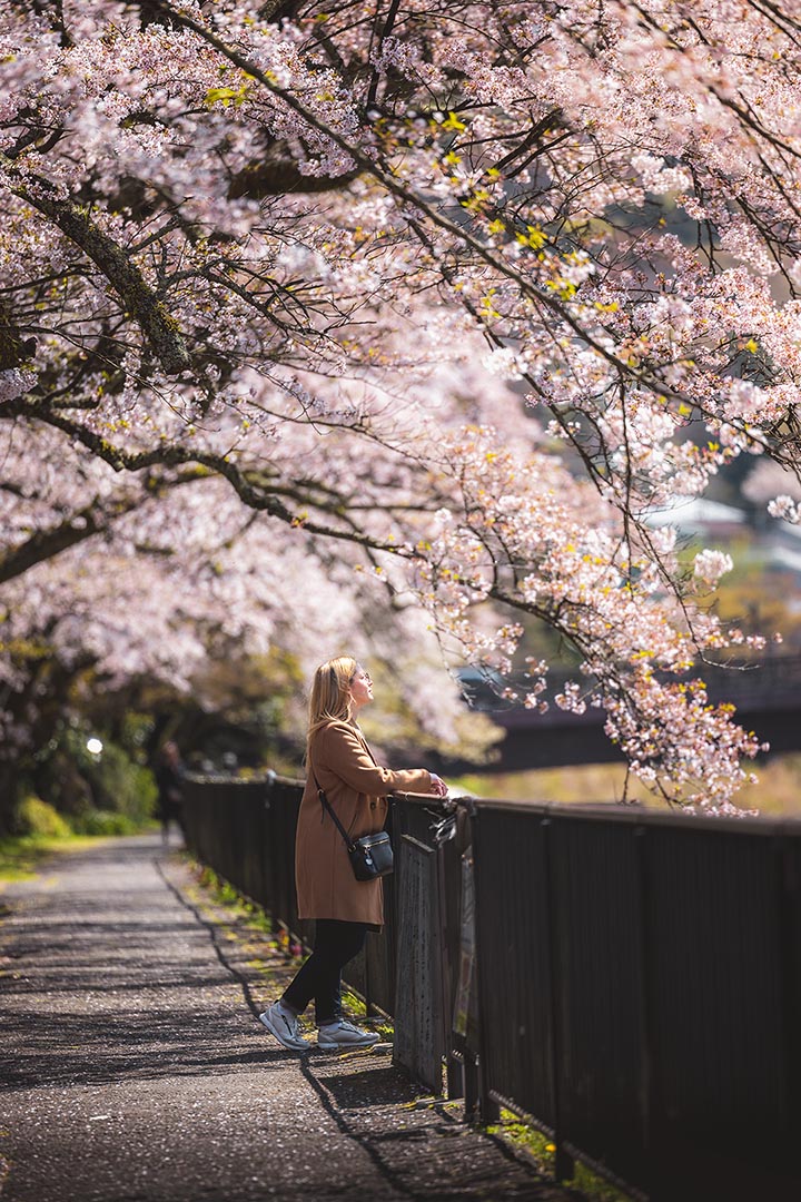 Hakone - Kamigawara Park at cherry blossom