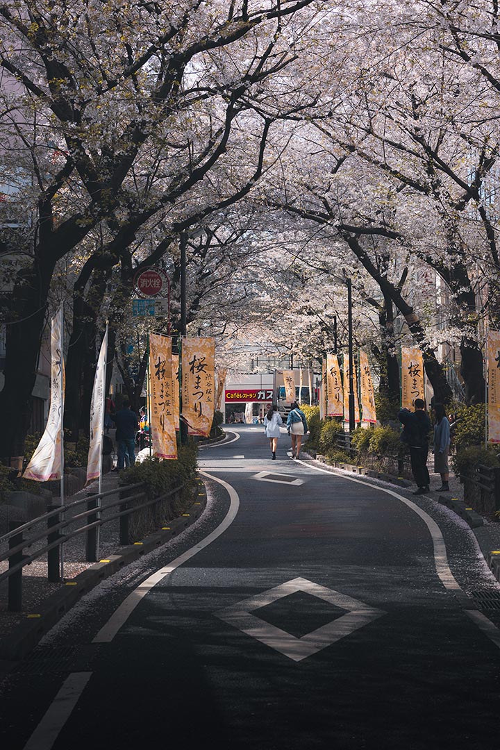 Sakuragaoka (Sakura Street) at cherry blossom, Shibuya, Tokyo, Japan