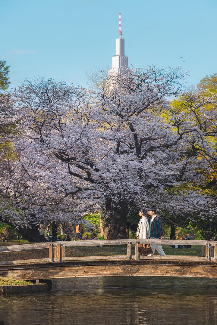 Shibuya - Yoyogi-Park at cherry blossom, Tokyo, Japan