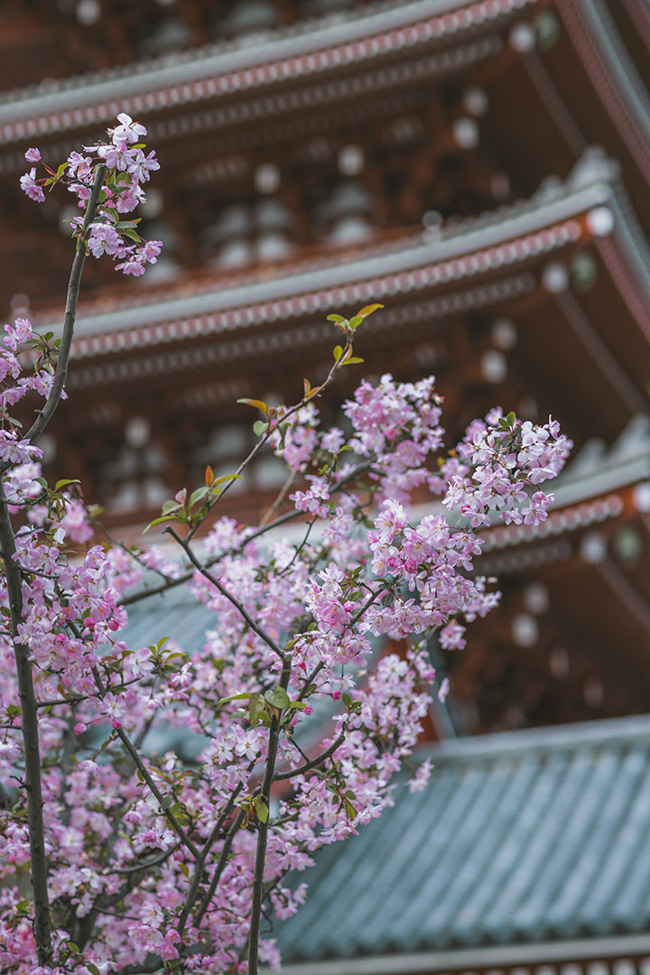 Asakusa Shrine / Senso-ji Temple at Cherry Blossom / Sakura