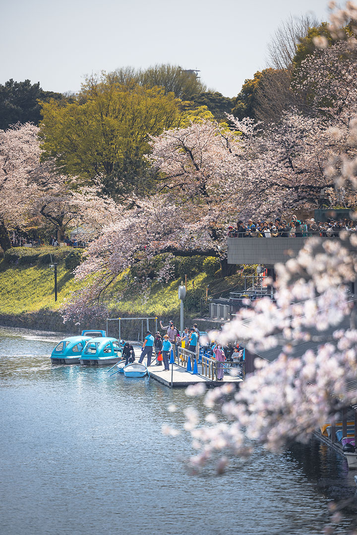 Chidorigafuchi Moat during Cherry Blossom in Tokyo