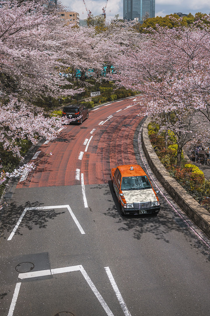 Hinokicho Park Cherry Blossom / Sakura in Minato Tokyo