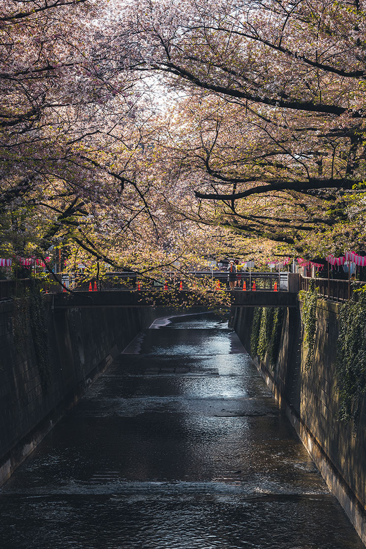 Meguro River at late Sakura season