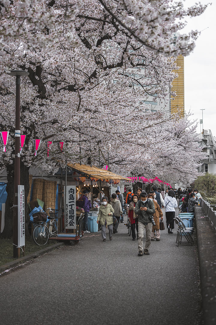 Sumida Park in Tokyo at cherry blossom
