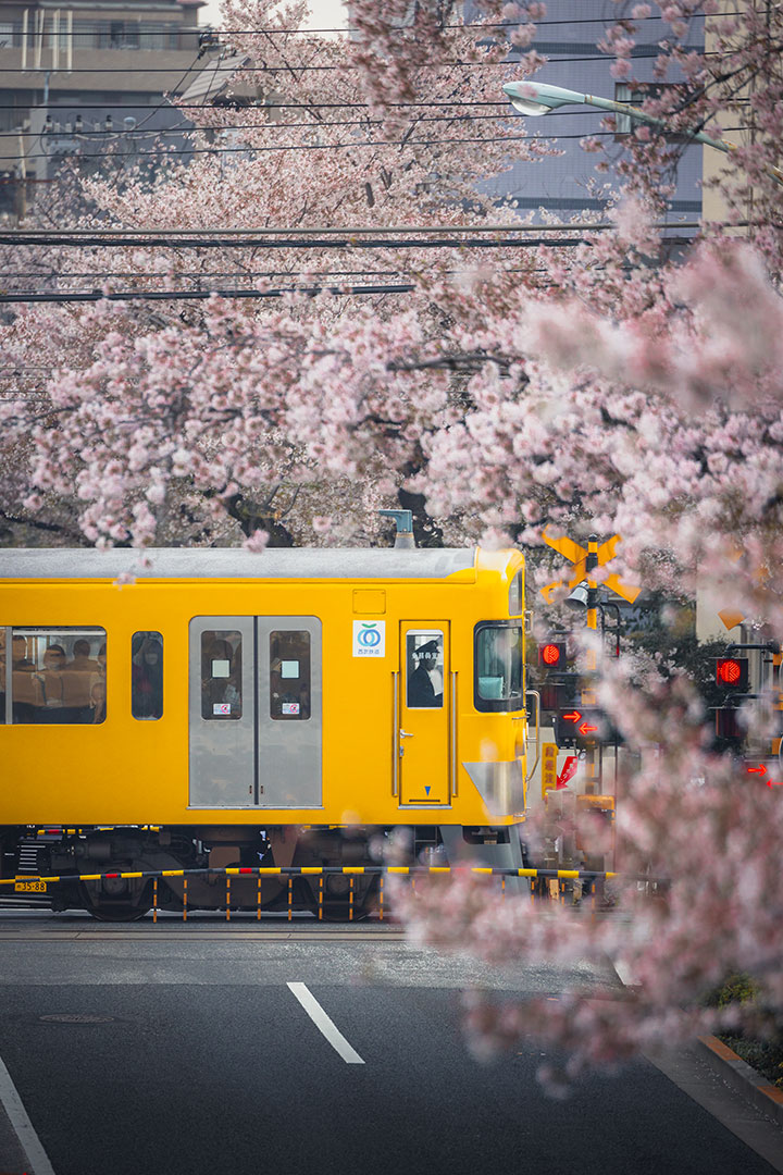 Yellow Train during Sakura / Cherry Blossom in Tokyo
