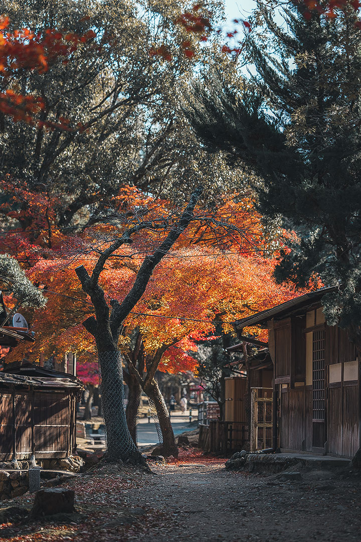 Nara Park at Autumn Momiji 
