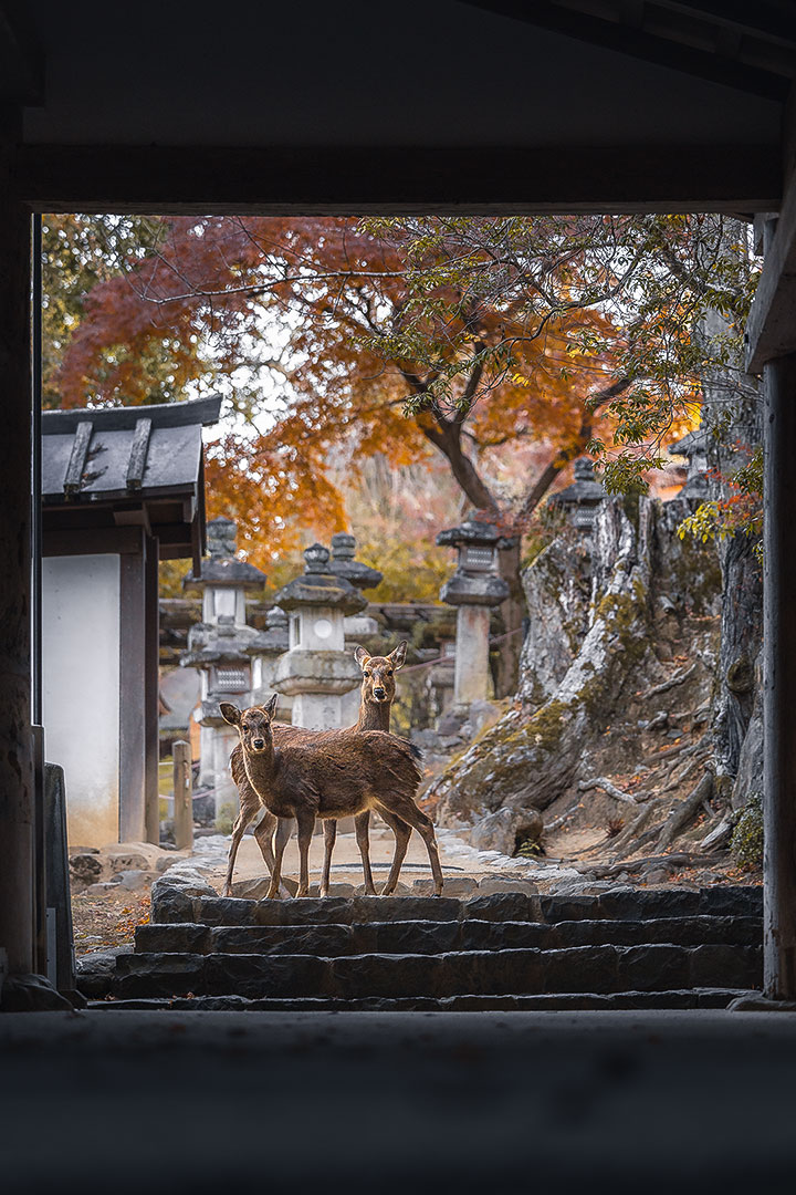 Nara Park Chakutou-Den Shrine