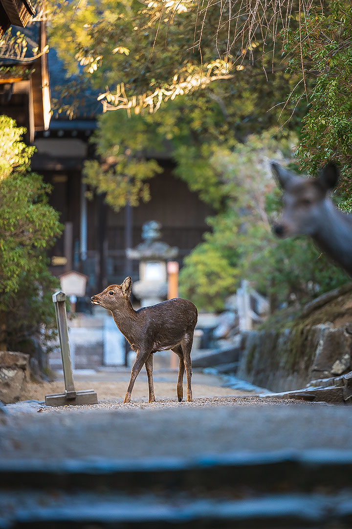 Nara Park Deer behind Chakutou-Den Shrine