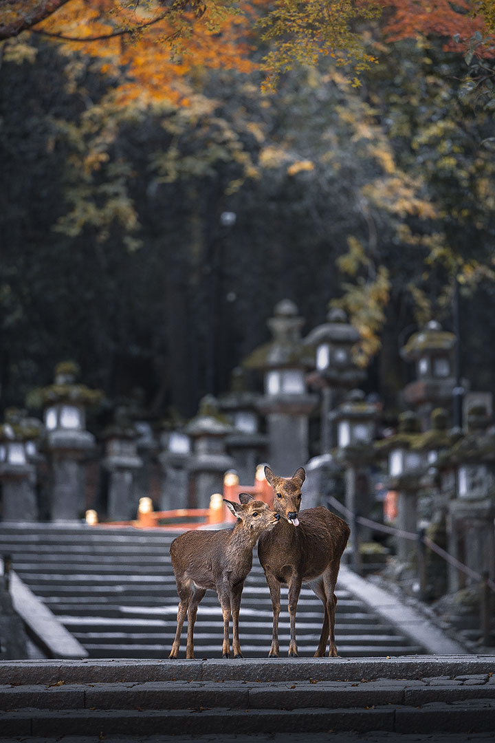Nara Park Kasuga-Taisha Stairs with deers