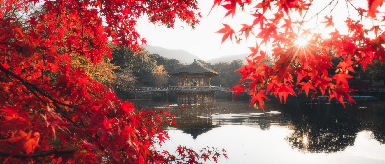 Nara Park at Autumn Momiji
