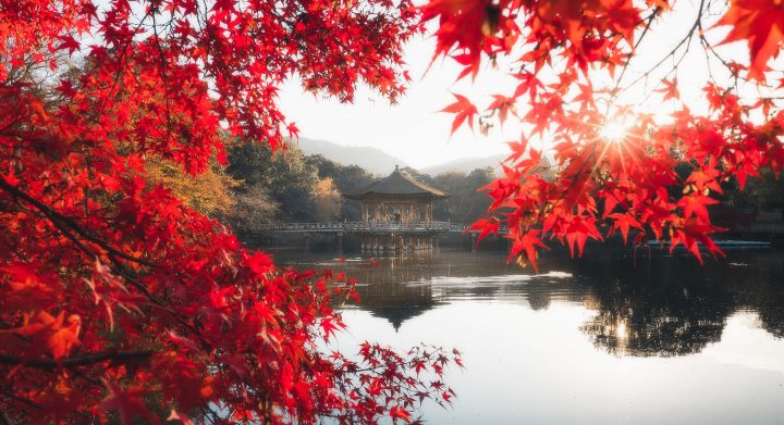 Nara Park at Autumn Momiji