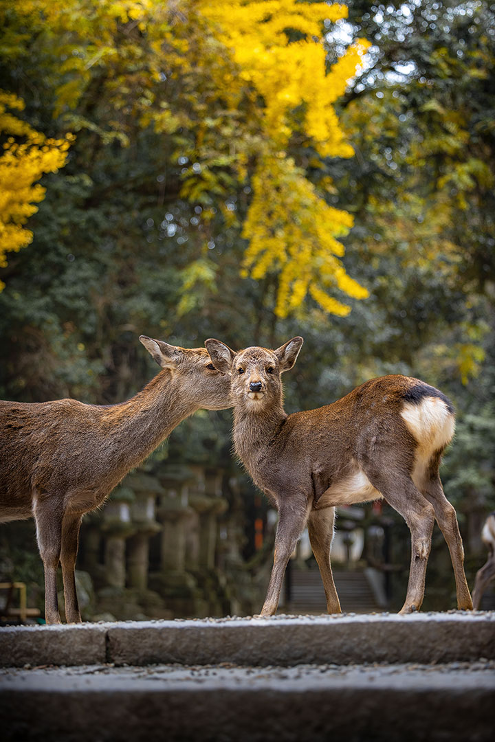 Bambi at Nara Park