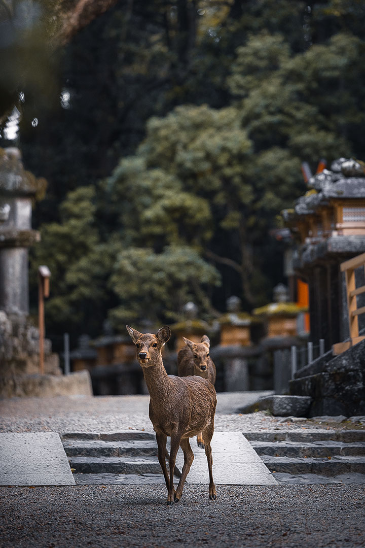 Wakamiya Shrine in Nara Park, Japan
