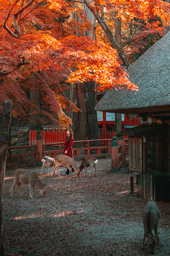 Mizuya Chaya Restaurant in Nara Park at autumn
