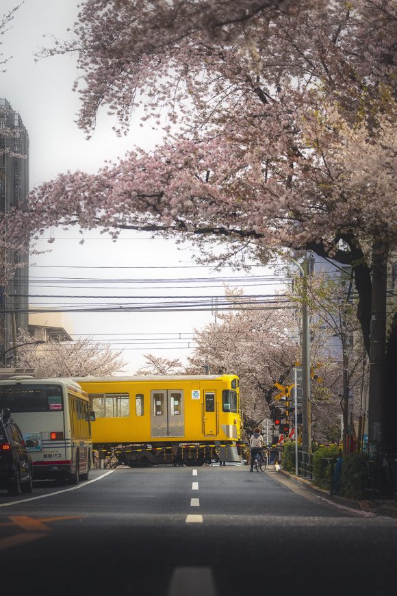 Nakano in Tokyo at Sakura - Yellow train during cherry blossom train