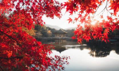 Nara Park at Autumn Momiji