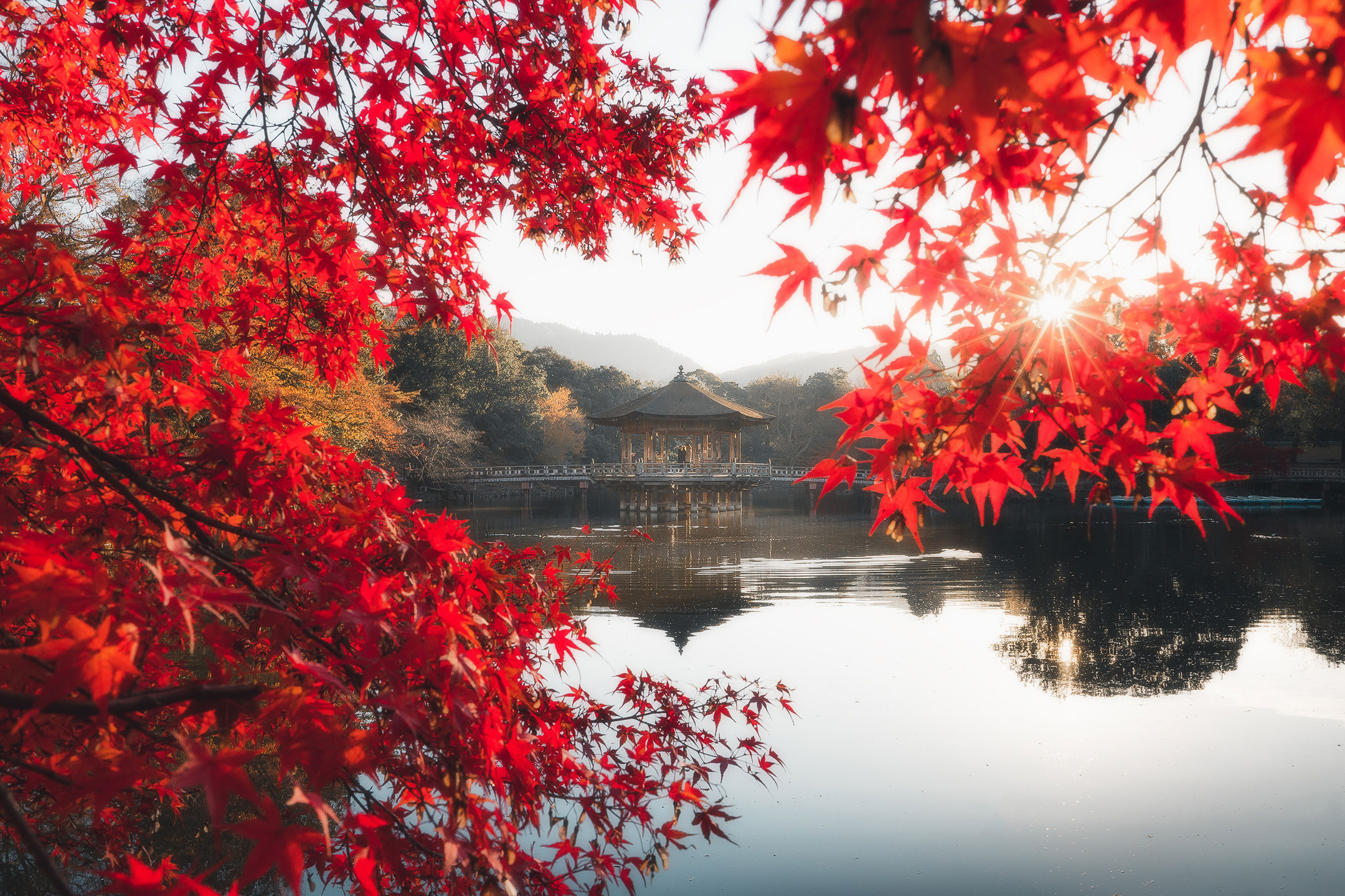 Nara Park at Autumn Momiji